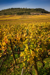 Fototapeta na wymiar Burgundia winnice