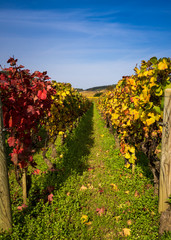 Fototapeta na wymiar vignoble de Bourgogne