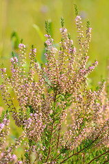 Calluna vulgaris flowers