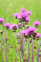 Cirsium arvense flowers