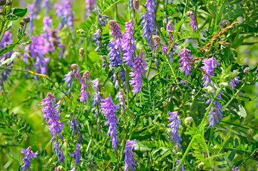 Vicia cracca flowers