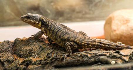 lizard
