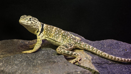 lizard