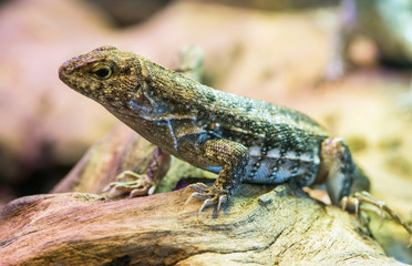lizard