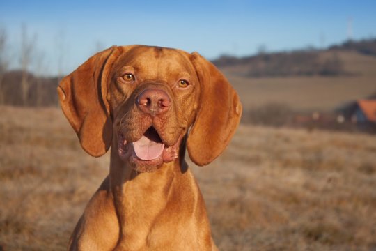 Magyar Viszla head portrait, detail, autumn Time, dog eyes,