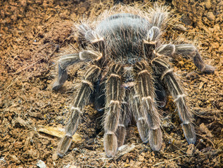 Tarantula spider