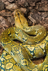 Snake creeps on the earth