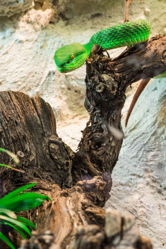 Green Snake creeps on tree