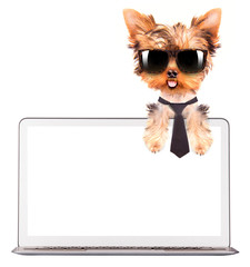 dog using a computer