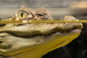 Fototapeta premium Crocodile in water