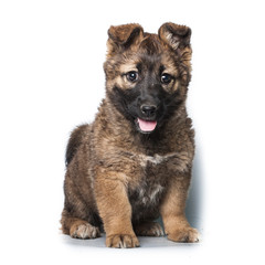 Puppy on white background.