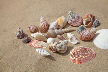 Fototapeta na wymiar coquillages sur le sable