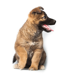 Puppy on white background.