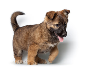 Puppy on white background.