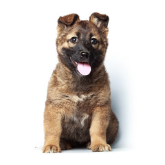 Puppy on white background.