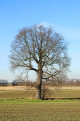 Obraz premium einzelner Baum