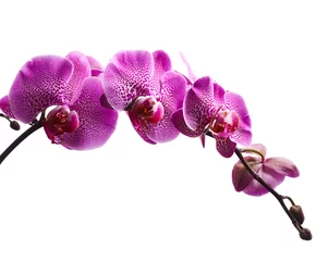 Foto op Canvas Paarse orchidee bloemen geïsoleerd op een witte achtergrond © Nik_Merkulov