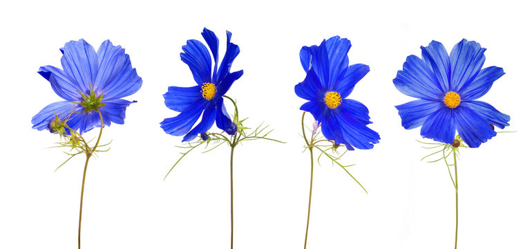 Fototapeta large blue flower from different sides