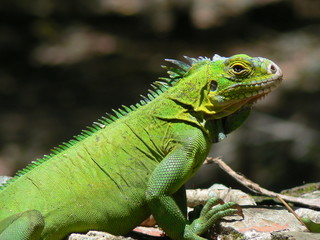 Obraz premium Iguane (Iguana delicatissima), Ilet Chancel, Martinique