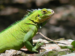 Iguane (Iguana delicatissima), Ilet Chancel, Martinique