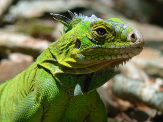 Iguane (Iguana delicatissima), Ilet Chancel, Martinique