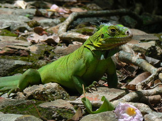 Iguane, Ilet Chancel, Martinique