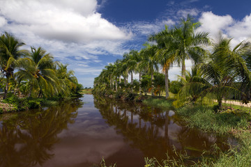 Fototapeta na wymiar palmtrees along the river