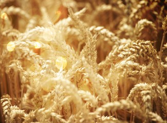 goldfarbenes Getreidefeld