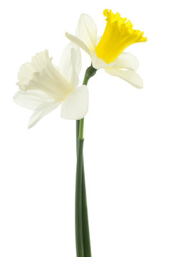 daffodil