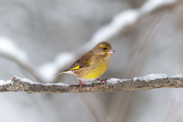Greenfinch on a snowy branch