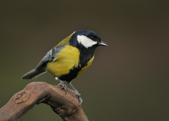 Parus major silvestre