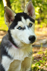Dog Portrait - Husky