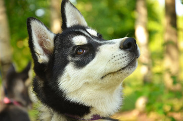 Dog Portrait - Husky