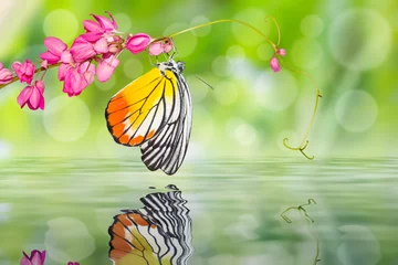 Crédence de cuisine en verre imprimé Papillon Papillon Jézabel peint