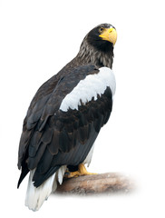 Steller's Sea Eagle On White © Sergey Ryzhkov