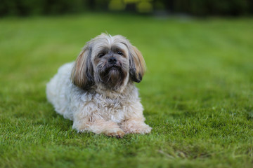 Lhasa apso dog