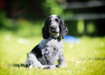 Cocker spaniel puppy © Mikkel Bigandt