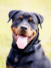 Fototapeta premium Close-up of rottweiler