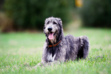 Sitting scottish wolfhound