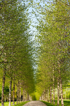 Alley in spring time