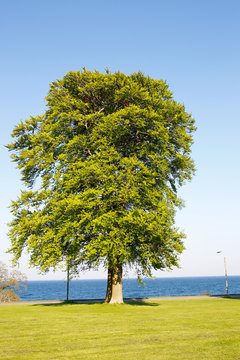 Large tree with green leaves