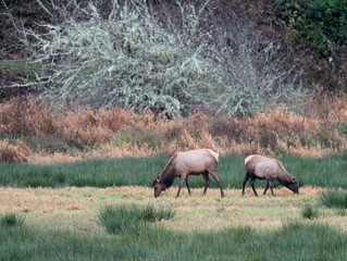 Roosevelt Elk Feeding in Oregon