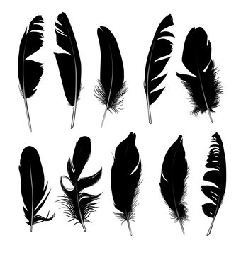 set of black  isolated feathers on white background