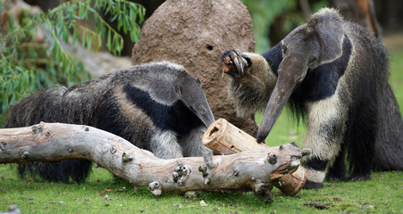 Two anteaters lifting claws