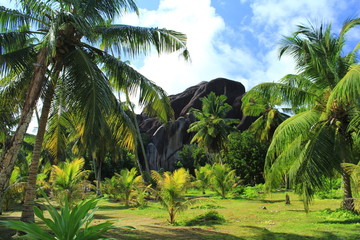 Jardin tropical aux îles Seychelles