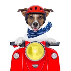 Foto auf Acrylglas Lustiger Hund motorcycle dog