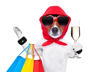 Photo sur Plexiglas Chien fou chien diva accro au shopping