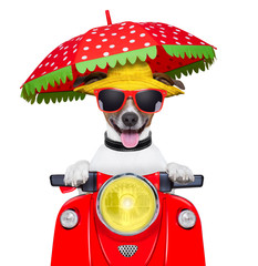 motorcycle dog summer dog