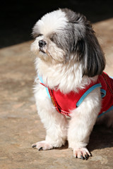 Shih tzu Dogs are sit.