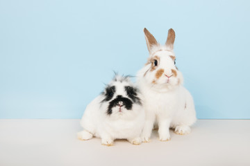 Two rabbits on blue background
